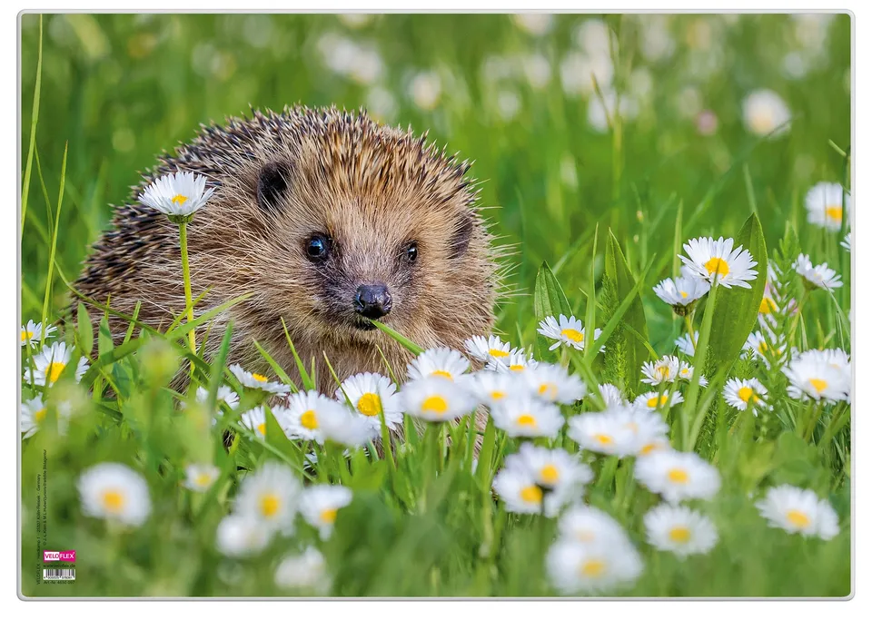 veloflex-schreibunterlage-poster-igel-35-x-50-cm-rutschfest-abwaschbar image 1