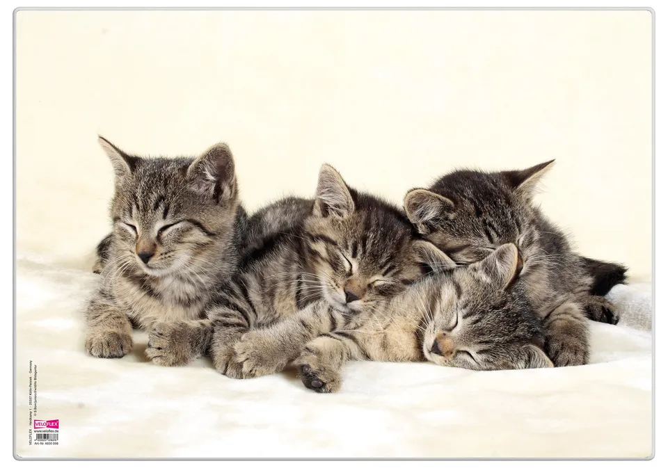 veloflex-schreibunterlage-poster-katzen-35x50cm-rutschfest-abwaschbar image 1