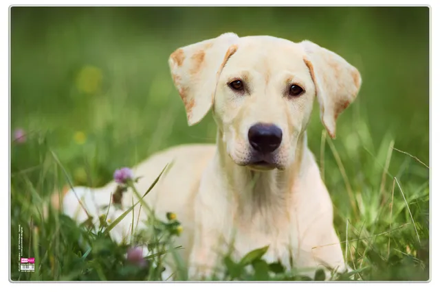 veloflex-schreibunterlage-poster-hund-40-x-60-cm image 1